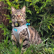 Soja participe au concours pour gagner de l'argent avec cette photo : cat, tabby_cat, pet, harness, outdoor, grass, evergreen, whiskers, yellow_eyes, portrait, animal, tree_trunk, leaves, garden, rock, collar, leash, sitting, plants, moss