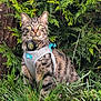 cat, tabby_cat, pet, harness, outdoor, grass, evergreen, whiskers, yellow_eyes, portrait, animal, tree_trunk, leaves, garden, rock, collar, leash, sitting, plants, moss