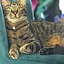 Soja participe au concours pour gagner de l'argent avec cette photo : cat, tabby_cat, yellow_eyes, whiskers, paws, fur, striped, muzzle, nose, velvet_chair, teal_chair, indoor, close_up, portrait, relaxed, pet, cozy, sitting, soft_light, household