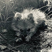 Kyky participe au concours pour gagner de l'argent avec cette photo : alert, animal, black_and_white, closeup, crouching, ears, eyes, face, fluffy, fur, grass, ground, mammal, monochrome, nature, outdoors, rocks, stick, twig, wildlife