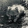alert, animal, black_and_white, closeup, crouching, ears, eyes, face, fluffy, fur, grass, ground, mammal, monochrome, nature, outdoors, rocks, stick, twig, wildlife