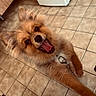 Kyky a rejoint le concours — aidez-le/la à gagner de superbes lots ! black_nose, brown_fur, collar, dog, eyes, fluffy, happy, indoor, kitchen, leash, open_mouth, playful, pomeranian, portrait, small_dog, smiling, teeth, tile_floor, tongue, wood_cabinets