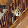 dog, small_dog, peeking, staircase, wooden_railing, baluster, ears, fluffy_fur, head_tilt, indoors, home_interior, pet, animal_face, curious, portrait, brown_wood, railing, ceiling, cute, pet_portrait