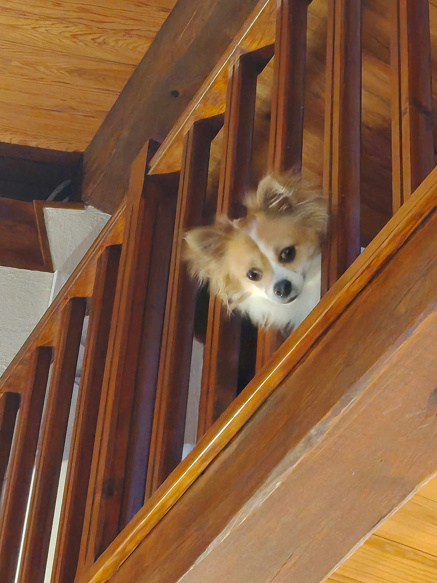 Cooper a rejoint le concours — aidez-le/la à gagner de superbes lots ! dog, small_dog, peeking, staircase, wooden_railing, baluster, ears, fluffy_fur, head_tilt, indoors, home_interior, pet, animal_face, curious, portrait, brown_wood, railing, ceiling, cute, pet_portrait