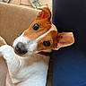 animal, brown, close_up, couch, dog, ear, eye, fabric, face, floor, human_leg, indoor, jack_russell_terrier, looking_up, pet, red_collar, relaxing, slippers, tile, white