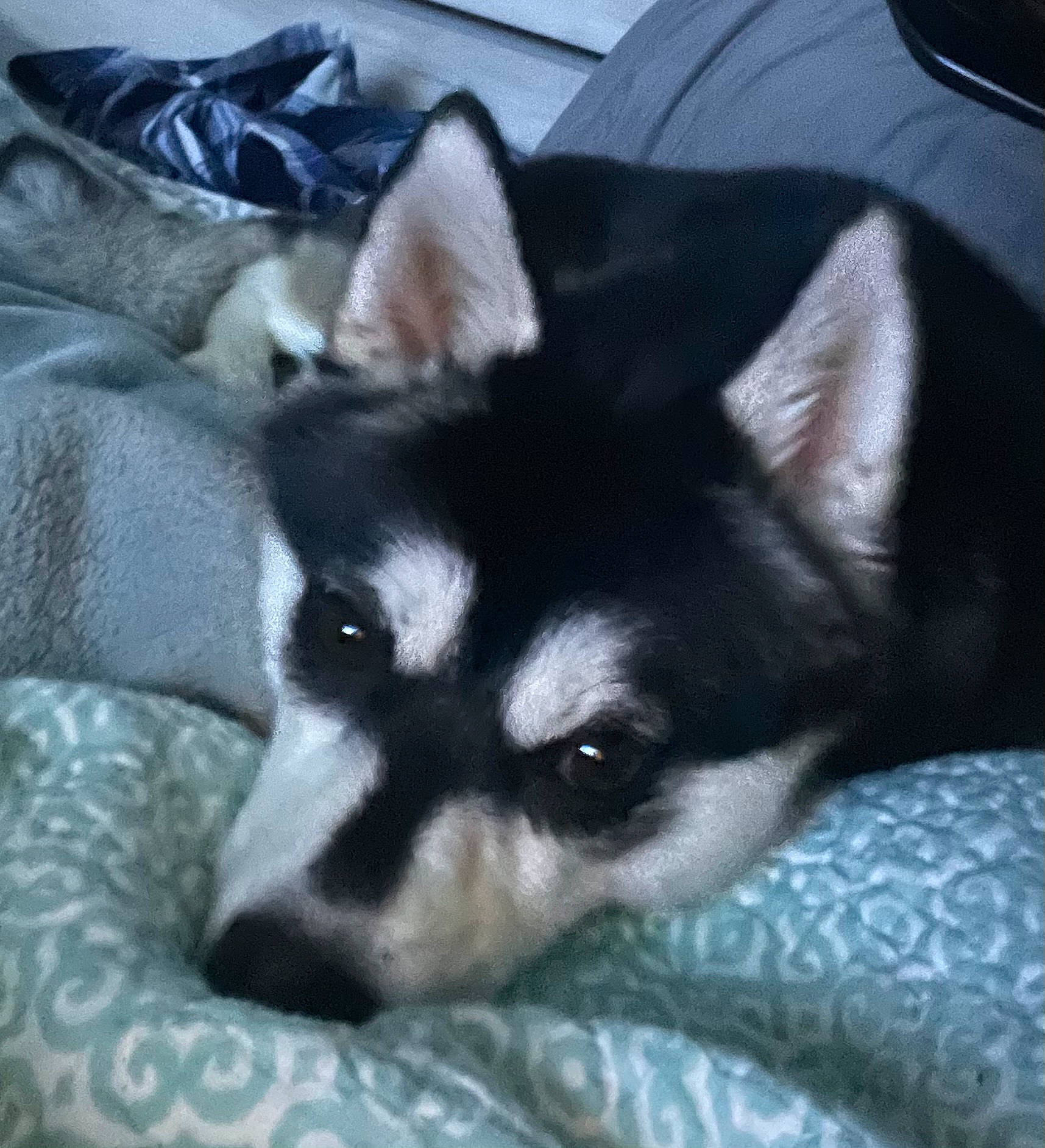 Kimber is registered to the contest to win money with this photo: canidae, carnivore, comfort, companion_dog, dog, dog_breed, fur, jaw, linens, non_sporting_group, snout, sporting_group, terrestrial_animal, whiskers, working_animal, working_dog