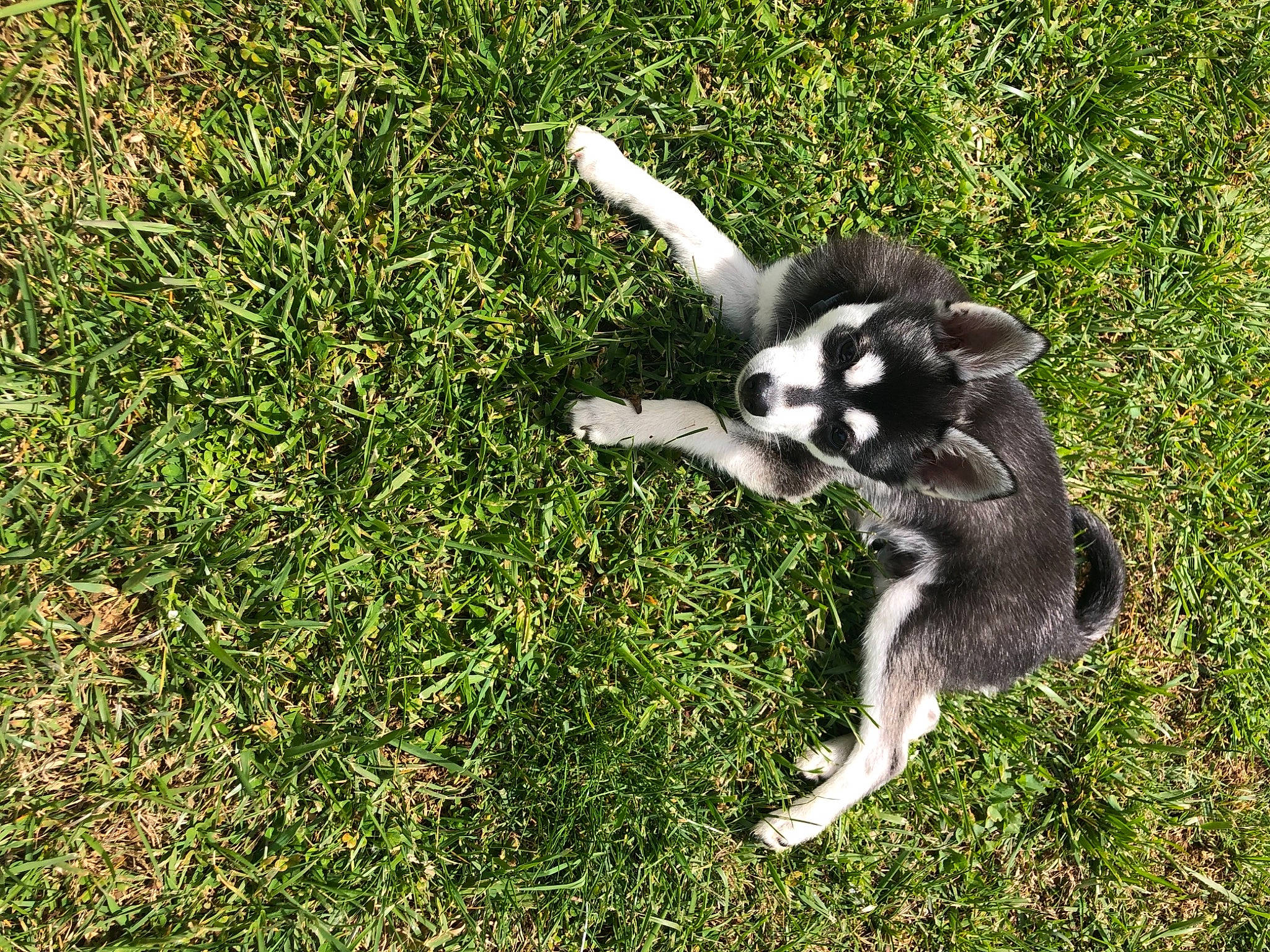 Kimber is registered to the contest to win money with this photo: canidae, companion_dog, dog_breed, fur, goat, goat_antelope, goats, grass, grassland, groundcover, horn, lemur, livestock, pasture, plant, sporting_group, tail, terrestrial_animal, working_animal