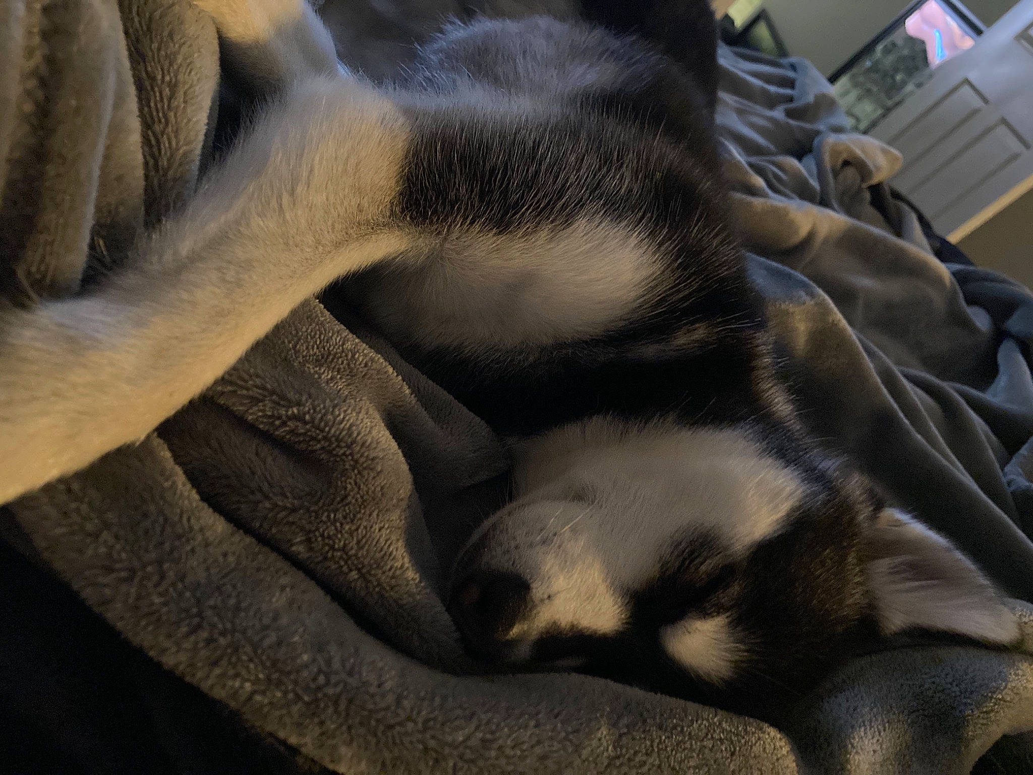 Kimber is registered to the contest to win money with this photo: bedding, blanket, canidae, carnivore, comfort, companion_dog, dog, dog_breed, fawn, fur, grey, hide, linens, mammal, nap, pattern, sporting_group, textile, vertebrate, whiskers
