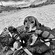 Artheus participe au concours pour gagner de l'argent avec cette photo : accessories, animal, backpack, bag, beagle, canine, clothing, dog, harness, hound, lifejacket, outdoors, pet, pointer, puppy, soil, strap, sword, vest, weapon