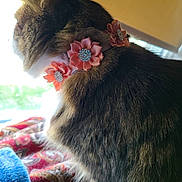 Angel joined the competition — help win amazing prizes! cat, tabby, collar, flower, pet, feline, fur, indoor, window, blanket, pattern, colorful, animal, looking, side_view, soft_light, domestic, cozy, resting, decorative