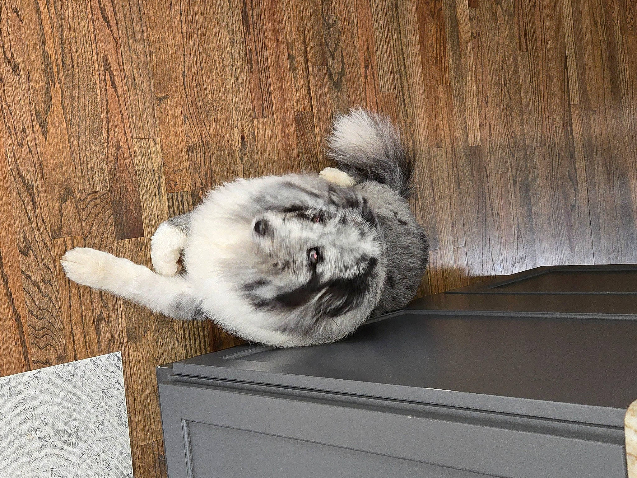 Blaze is registered to the contest to win money with this photo: carnivore, domestic_rabbit, domestic_short_haired_cat, drawer, fawn, felidae, fur, grey, hardwood, hare, house, paw, rabbits_and_hares, small_to_medium_sized_cats, snout, snow_leopard, tail, whiskers, window, wood