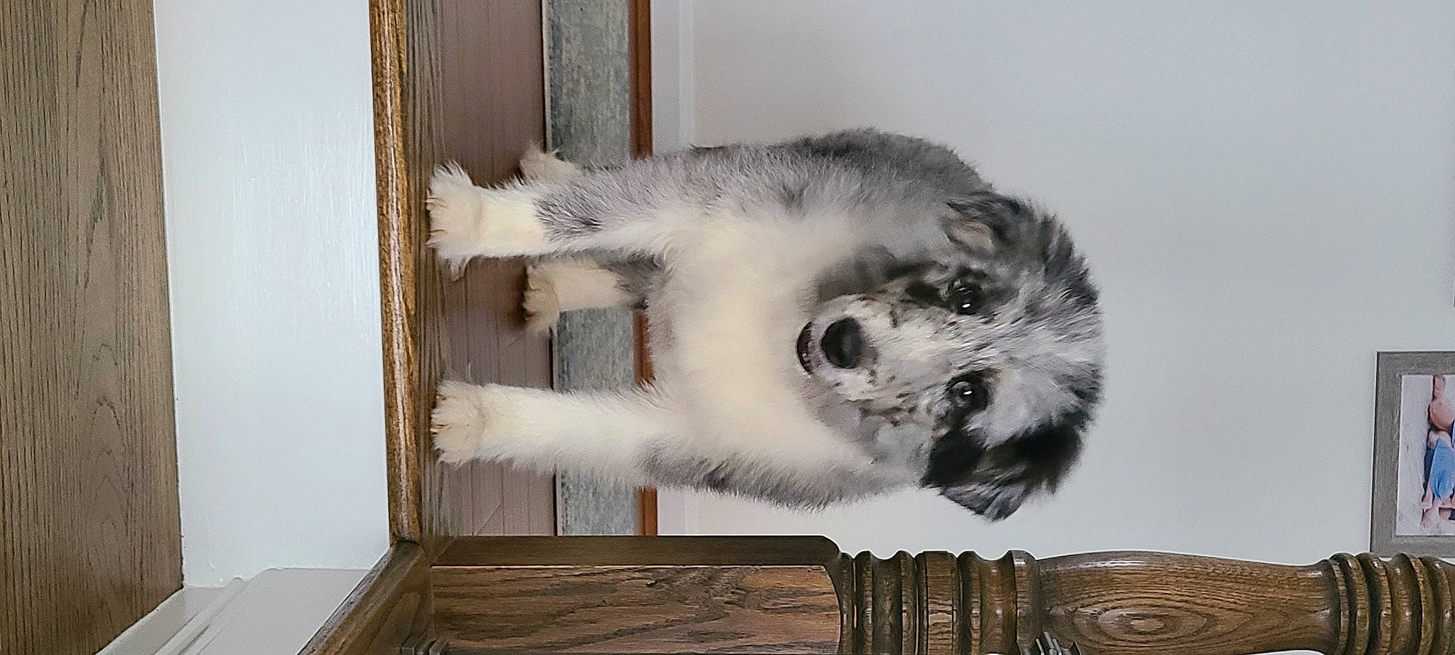 Blaze is registered to the contest to win money with this photo: carnivore, cat, claw, dog_breed, domestic_short_haired_cat, felidae, fur, hardwood, natural_material, paw, small_to_medium_sized_cats, snout, sporting_group, tail, terrestrial_animal, whiskers, wildlife, wood