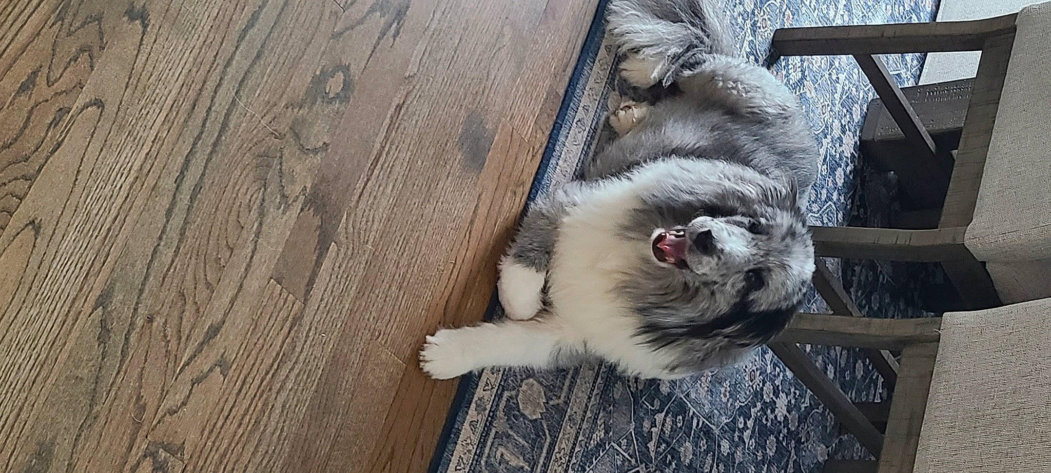 Blaze is registered to the contest to win money with this photo: carnivore, cat, companion_dog, dog_breed, domestic_short_haired_cat, fawn, felidae, flooring, fur, hardwood, paw, plank, small_to_medium_sized_cats, snout, sporting_group, tail, varnish, whiskers, wood, wood_stain