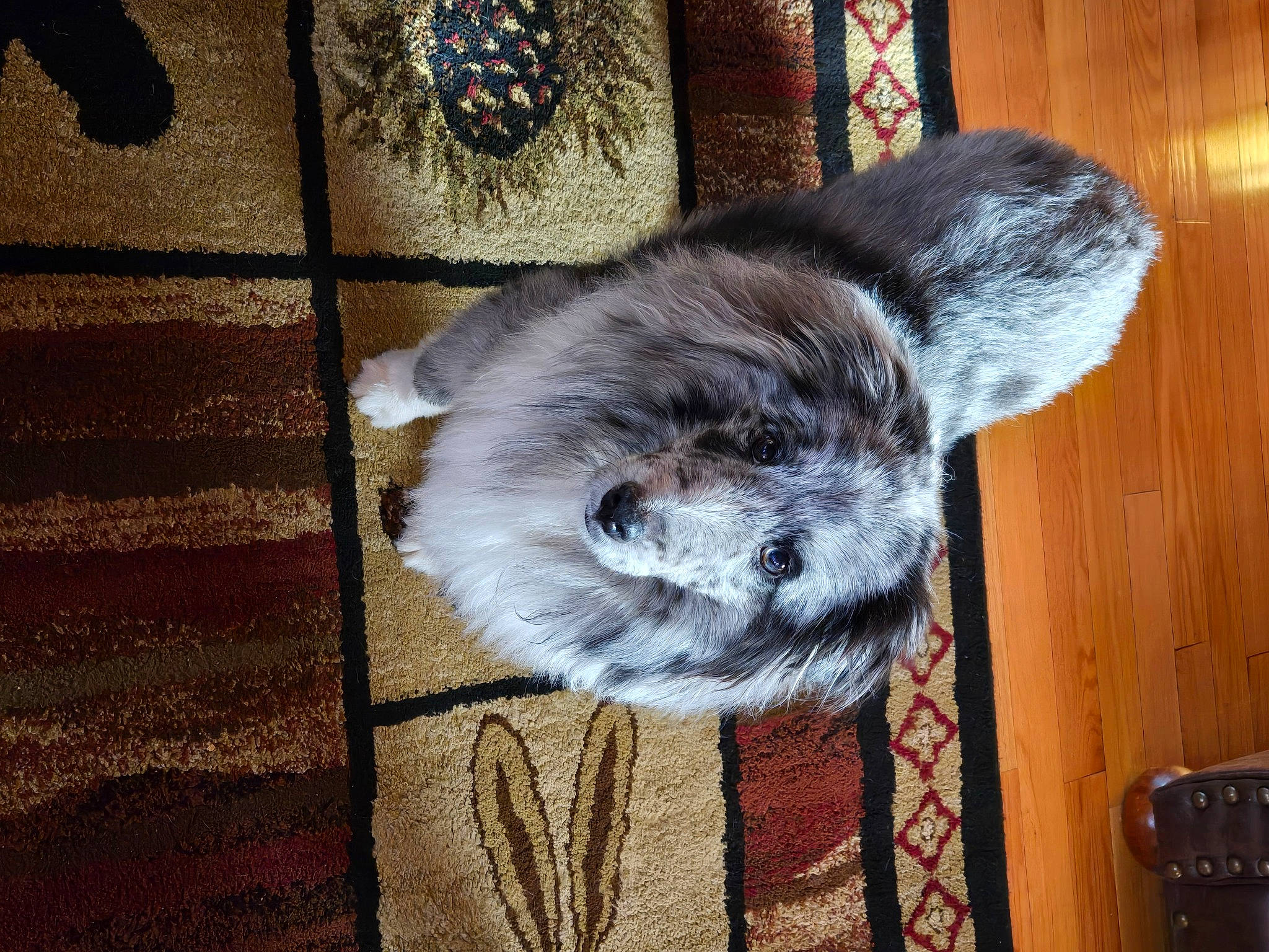 Blaze joined the competition — help win amazing prizes! art, canidae, carnivore, claw, comfort, companion_dog, dog, dog_breed, fawn, felidae, flooring, fur, hardwood, small_to_medium_sized_cats, snout, sporting_group, tail, whiskers, wood, working_animal