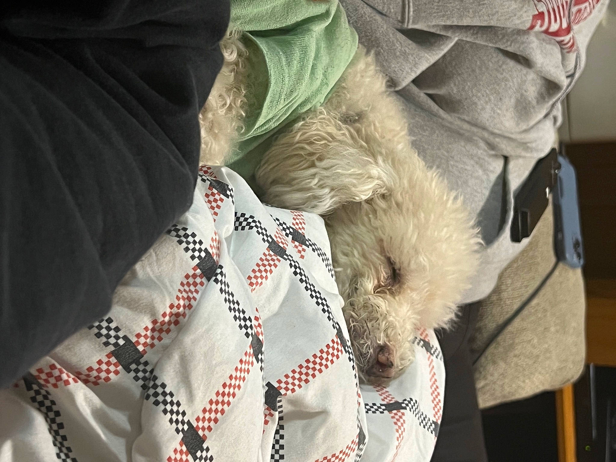 Sparky is registered to the contest to win money with this photo: canidae, carmine, carnivore, collar, companion_dog, dog, dog_breed, fashion_accessory, fawn, fur, linens, pattern, personal_protective_equipment, plush, sleeve, snout, sporting_group, stuffed_toy, sunglasses, textile