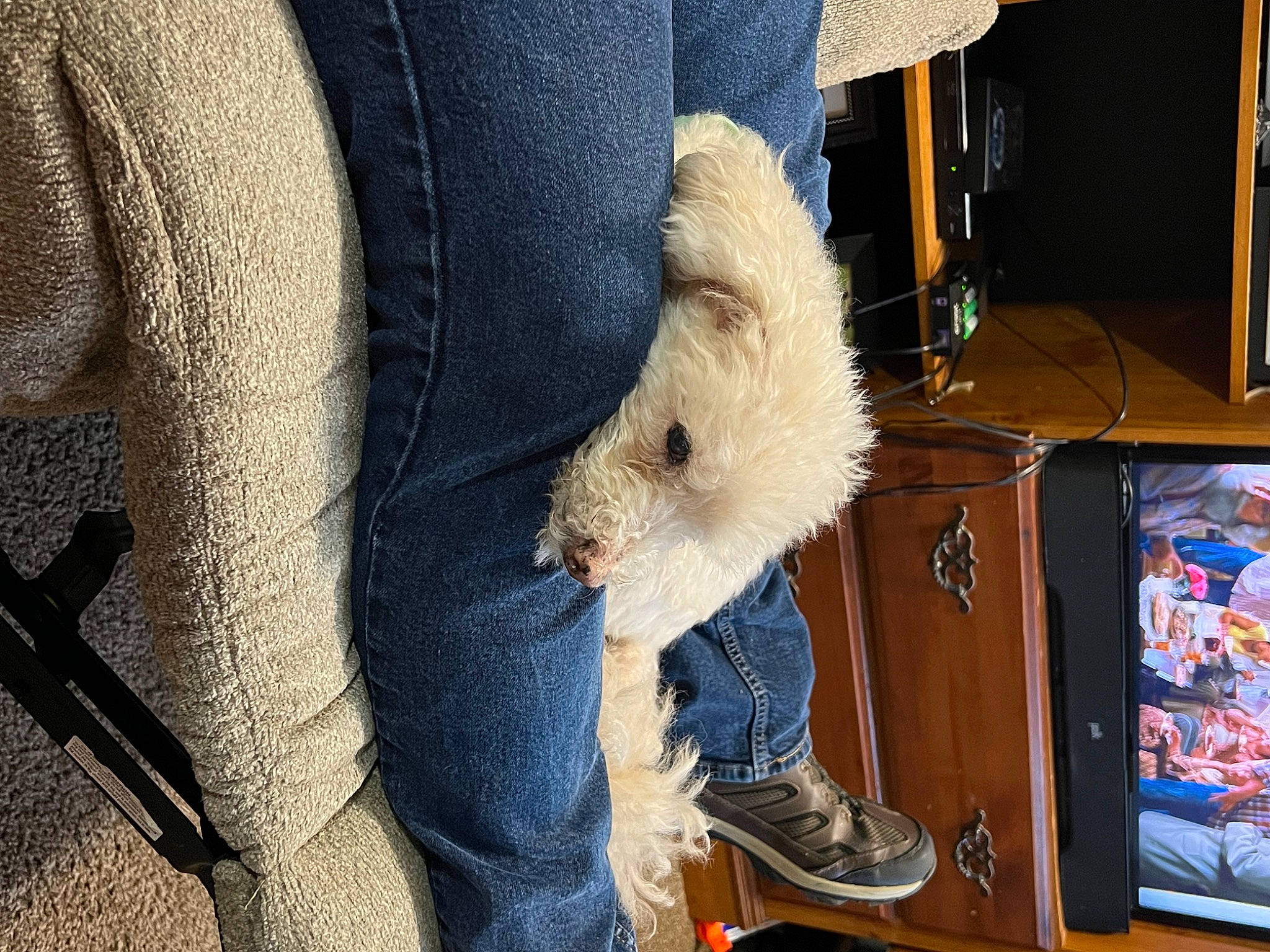 Sparky is registered to the contest to win money with this photo: car_seat, carnivore, comfort, companion_dog, dog, dog_breed, dog_clothes, electric_blue, fur, human_leg, jeans, sitting, snout, sporting_group, stuffed_toy, terrier, textile, toy, toy_dog, whiskers