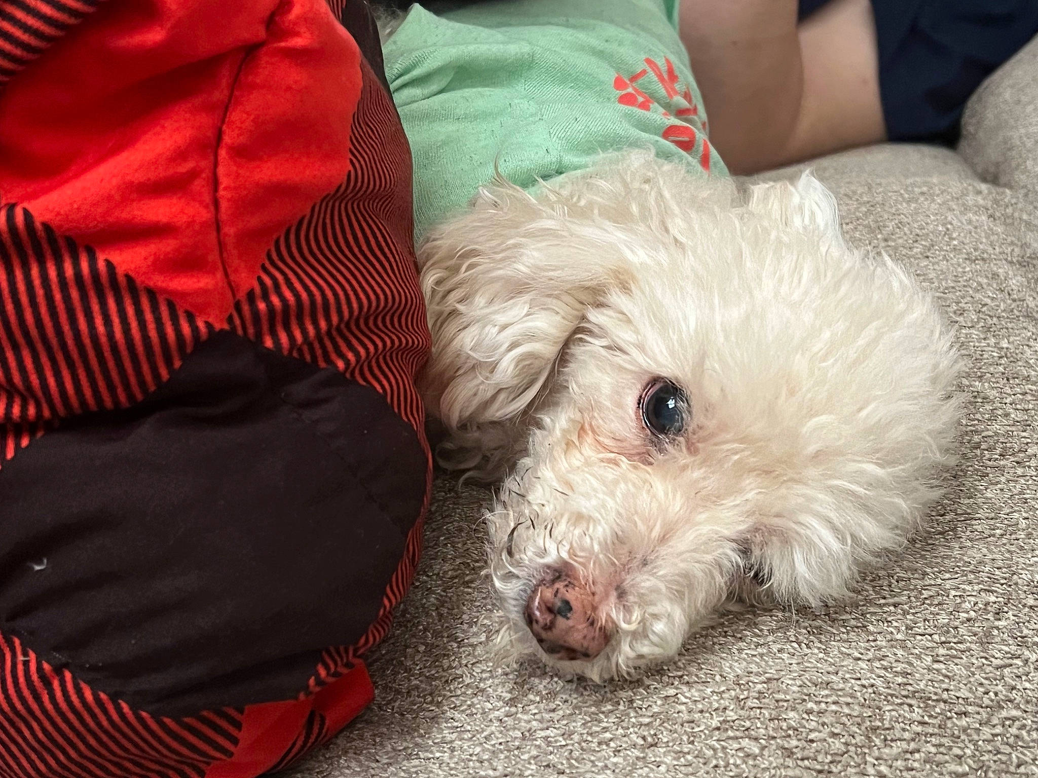 Sparky joined the competition — help win amazing prizes! canidae, carnivore, cockapoo, companion_dog, dog, dog_breed, dog_supply, fur, goldendoodle, labradoodle, poodle, poodle_crossbreed, puppy_love, shih_poo, small_terrier, snout, sporting_group, terrier, toy_dog, yorkipoo