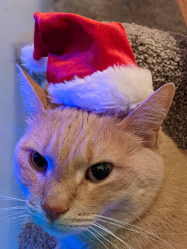 Reese is registered to the contest to win money with this photo: art, carnivore, cat, cat_supply, christmas, costume_hat, domestic_short_haired_cat, electric_blue, event, fashion_accessory, fawn, felidae, fur, hat, linens, small_to_medium_sized_cats, tail, whiskers, window, wool