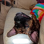 Bella joined the competition — help win amazing prizes! blanket, brindle_dog, closeup, colorful_blanket, couch, cushion, dog, ears, eyes, furniture, indoor, nose, pants, person_leg, pet, portrait, relaxed, sofa, teeth, upside_down
