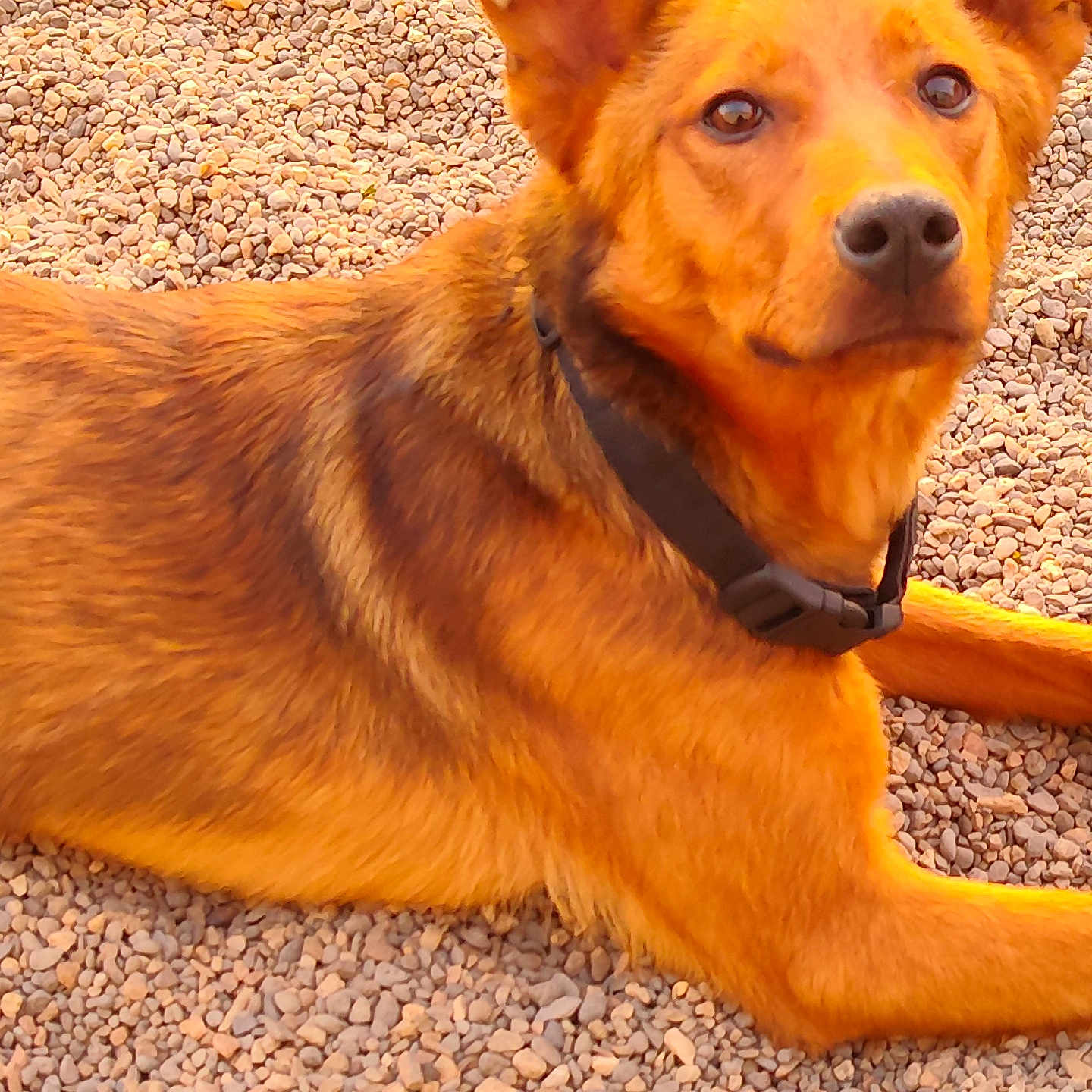 Shelby participe au concours pour gagner de l'argent avec cette photo : dog, animal, pet, collar, fur, pebbles, outdoor, laying_down, brown, golden, canine, mammal, portrait, resting, sunlight, nature, closeup, looking, calm, alert