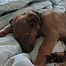 puppy, dog, bed, blanket, sleepy, pet, indoor, cute, fur, collar, paw, resting, cozy, animal, young, domestic_animal, canine, comfort, relaxation, home