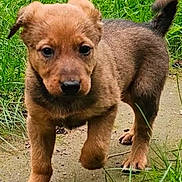 Shelby a rejoint le concours — aidez-le/la à gagner de superbes lots ! puppy, dog, brown_fur, grass, outdoor, walking, curious, young, pet, animal, nature, cute, tail, paw, face, snout, ears, ground, daylight, closeup