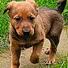 puppy, dog, brown_fur, grass, outdoor, walking, curious, young, pet, animal, nature, cute, tail, paw, face, snout, ears, ground, daylight, closeup