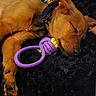 Shelby participe au concours pour gagner de l'argent avec cette photo : puppy, dog, sleeping, toy, rope_toy, brown_fur, collar, paw, black_background, close_up, pet, canine, cute, nap, fur, domestic_animal, resting, indoor, animal, sleep