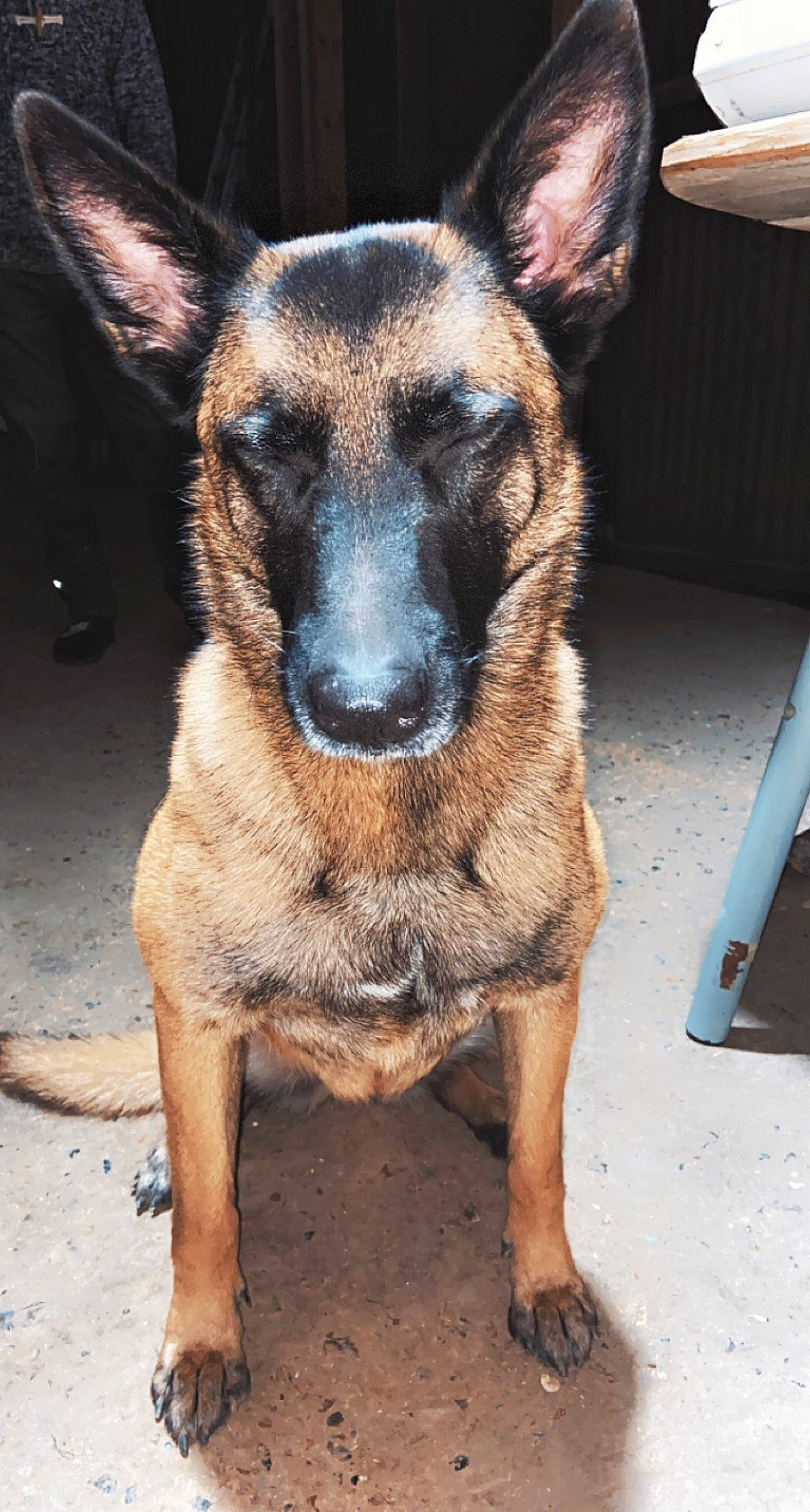 Tess participe au concours pour gagner de l'argent avec cette photo : belgian_shepherd_malinois, canidae, carnivore, companion_dog, dog, dog_breed, east_european_shepherd, fawn, fur, german_shepherd_dog, herding_dog, jaw, plant, snout, sporting_group, terrestrial_animal, whiskers, working_animal, working_dog