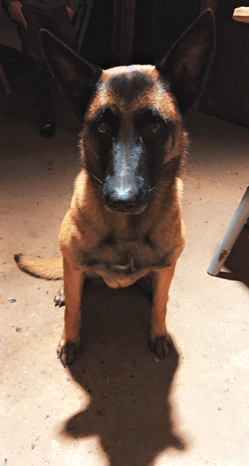 Tess participe au concours pour gagner de l'argent avec cette photo : carnivore, companion_dog, dog, dog_breed, fawn, flooring, fur, pet_supply, plant, snout, street_dog, terrestrial_animal, whiskers, working_animal, working_dog