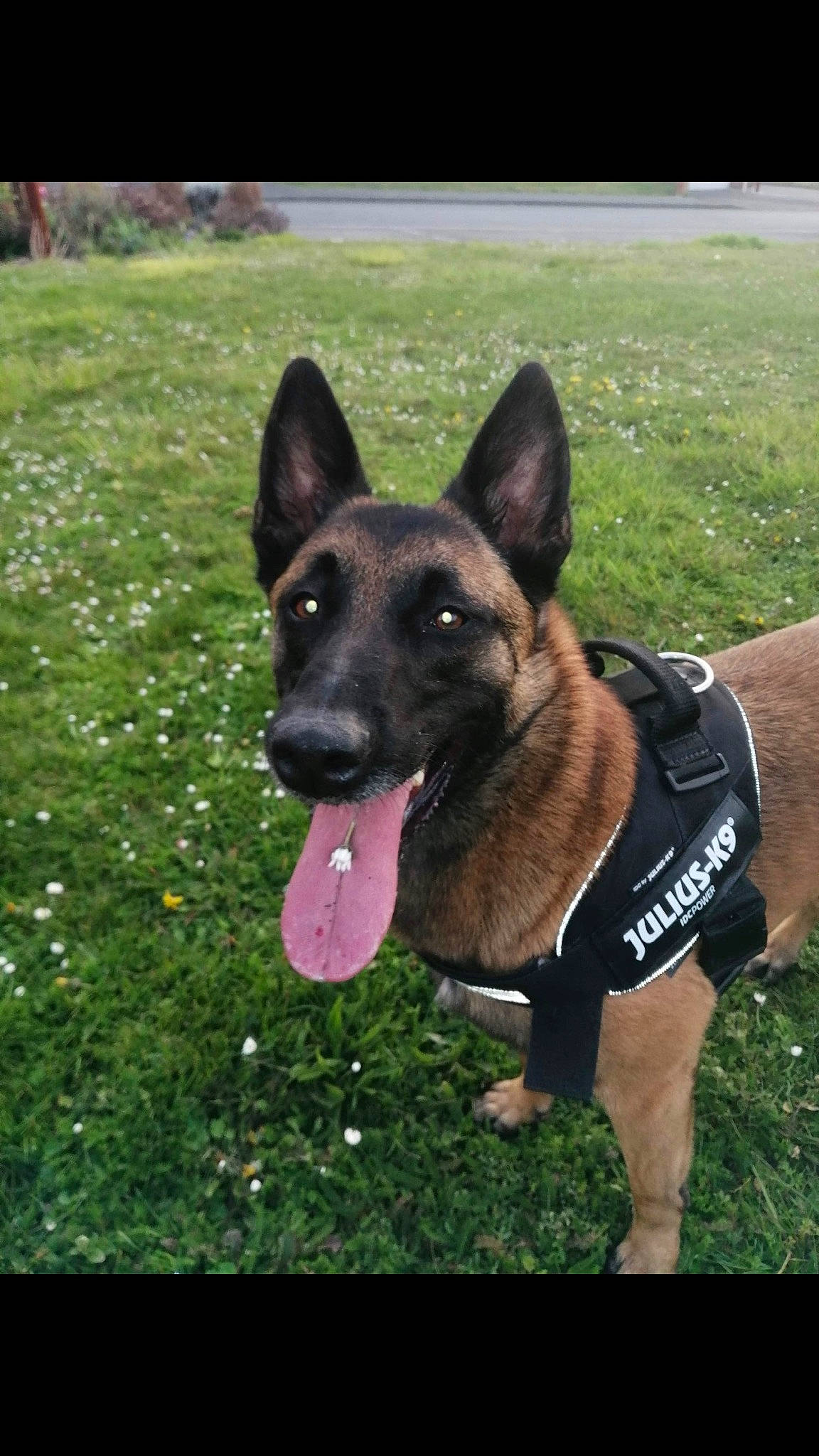 Tess a rejoint le concours — aidez-le/la à gagner de superbes lots ! canidae, carnivore, collar, companion_dog, dog, dog_breed, dog_supply, fawn, grass, herbaceous_plant, herding_dog, king_shepherd, non_sporting_group, pet_supply, plant, snout, sporting_group, working_animal, working_dog