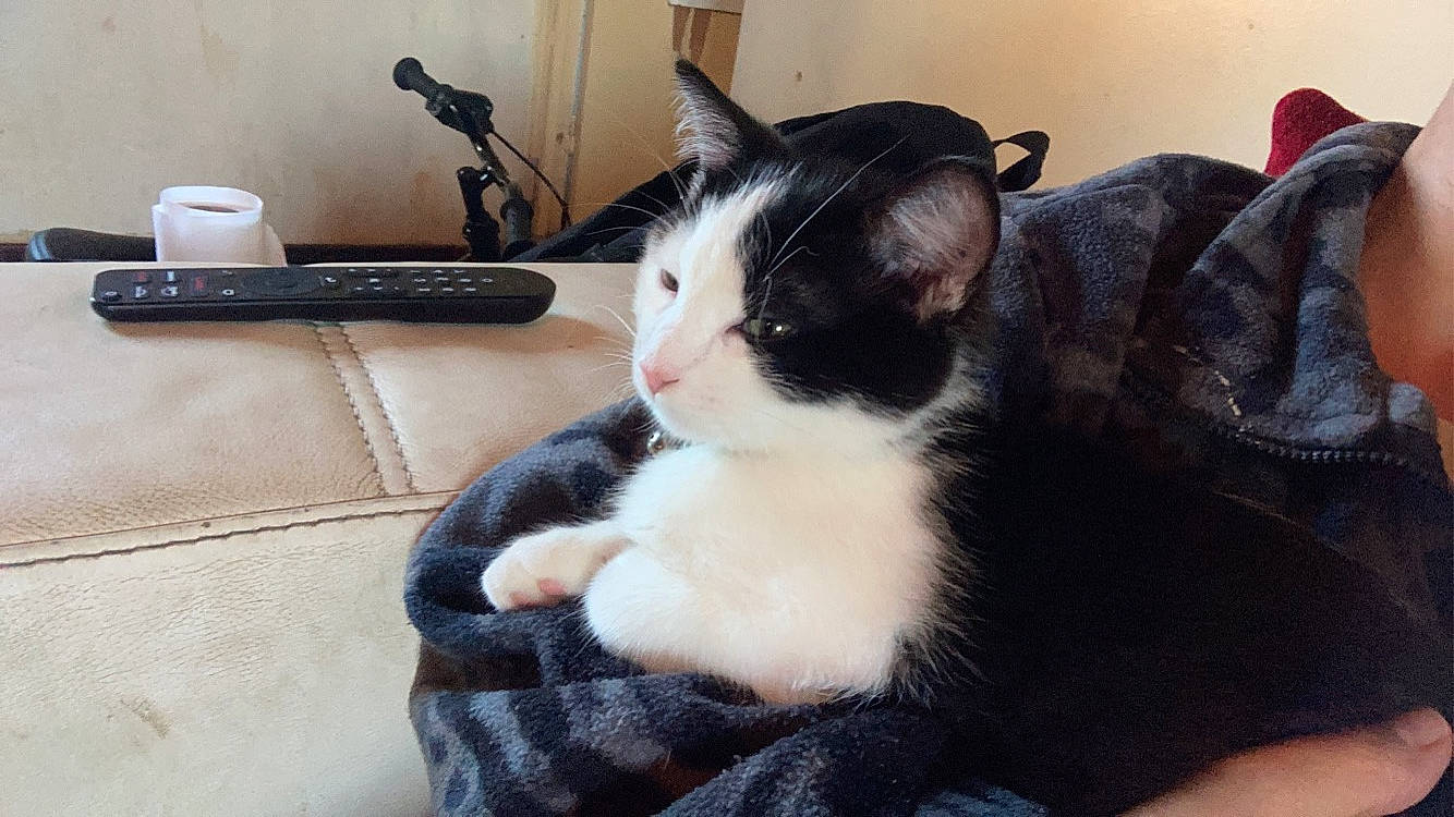 Oréo a rejoint le concours — aidez-le/la à gagner de superbes lots ! carnivore, cat, claw, comfort, domestic_short_haired_cat, eye, felidae, fur, lap, mug, pattern, paw, plaid, sitting, small_to_medium_sized_cats, snout, tail, whiskers