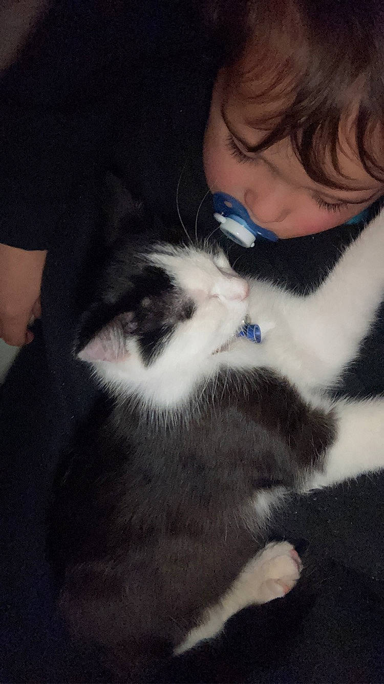 Oréo participe au concours pour gagner de l'argent avec cette photo : audio_equipment, beard, carnivore, cat, comfort, felidae, gesture, hair, happy, human_leg, jaw, lap, leg, long_hair, selfie, small_to_medium_sized_cats, snout, tail, vertebrate, whiskers