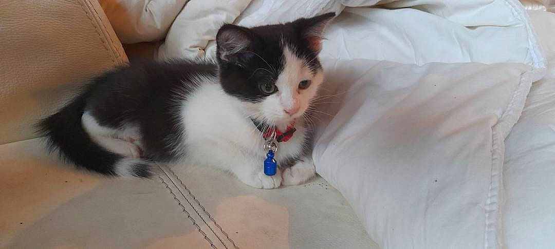 Oréo a rejoint le concours — aidez-le/la à gagner de superbes lots ! carnivore, cat, comfort, domestic_short_haired_cat, felidae, flooring, foot, fur, hardwood, paw, pet_supply, sitting, small_to_medium_sized_cats, snout, tail, whiskers, wood