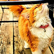 Buffy joined the competition — help win amazing prizes! cat, orange, white, fluffy, collar, bell, wooden_deck, outdoor, pet, animal, feline, whiskers, tail, curious, standing, close_up, daylight, nature, background_blur, domestic