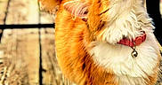 Buffy joined the competition — help win amazing prizes! animal, background_blur, bell, cat, close_up, collar, curious, daylight, domestic, feline, fluffy, nature, orange, outdoor, pet, standing, tail, whiskers, white, wooden_deck