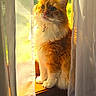 bell, cat, closeup, collar, cozy, curtains, domestic_cat, feline, fluffy, indoor, natural_light, orange_cat, orange_fur, pet, sitting, sunlight, warm_light, white_fur, window, windowsill
