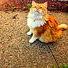 Buffy joined the competition — help win amazing prizes! animal, bell, cat, collar, concrete, cute, daylight, feline, fluffy, greenery, looking_up, mulch, nature, orange_cat, outdoor, pet, sitting, wall, whiskers, white_fur