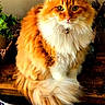 Buffy is registered to the contest to win money with this photo: animal, bell, cat, collar, cute, domestic, feline, fluffy, furry, greenery, household, indoor, orange, pet, plant, portrait, sitting, tail, white, wood