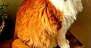 Buffy is registered to the contest to win money with this photo: animal, bell, cat, closeup, collar, cute, domestic_animal, feline, fluffy, fur, indoor, long_hair, orange_cat, pet, portrait, sitting, tail, whiskers, wooden_table, yellow_eyes