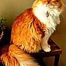 Buffy is registered to the contest to win money with this photo: animal, bell, cat, closeup, collar, cute, domestic_animal, feline, fluffy, fur, indoor, long_hair, orange_cat, pet, portrait, sitting, tail, whiskers, wooden_table, yellow_eyes