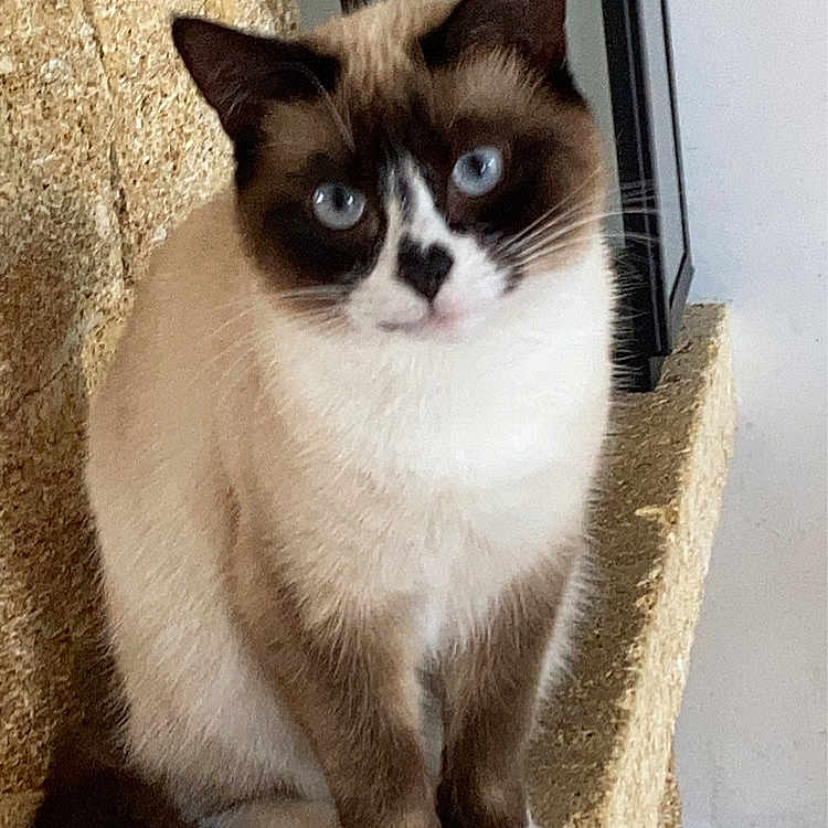 Tiky