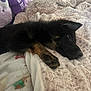 animal, bed, black, blanket, comfort, cozy, cute, dog, furry, indoor, lying_down, pet, puppy, relaxed, rest, sleepy, soft, stuffed_toy, tan, young