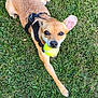 animal, black_harness, canine, closeup, colorful, crocs, dog, footwear, fun, grass, greenery, leisure, outdoor, paw, pet, playful, shoe, summer, tennis_ball, toy