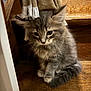 Tao participe au concours pour gagner de l'argent avec cette photo : cat, kitten, pet, whiskers, fluffy_fur, gray_fur, tail, paws, staircase, wooden_floor, wood, blanket, tassel, indoors, portrait, curious, wide_eyes, sitting, young, cute