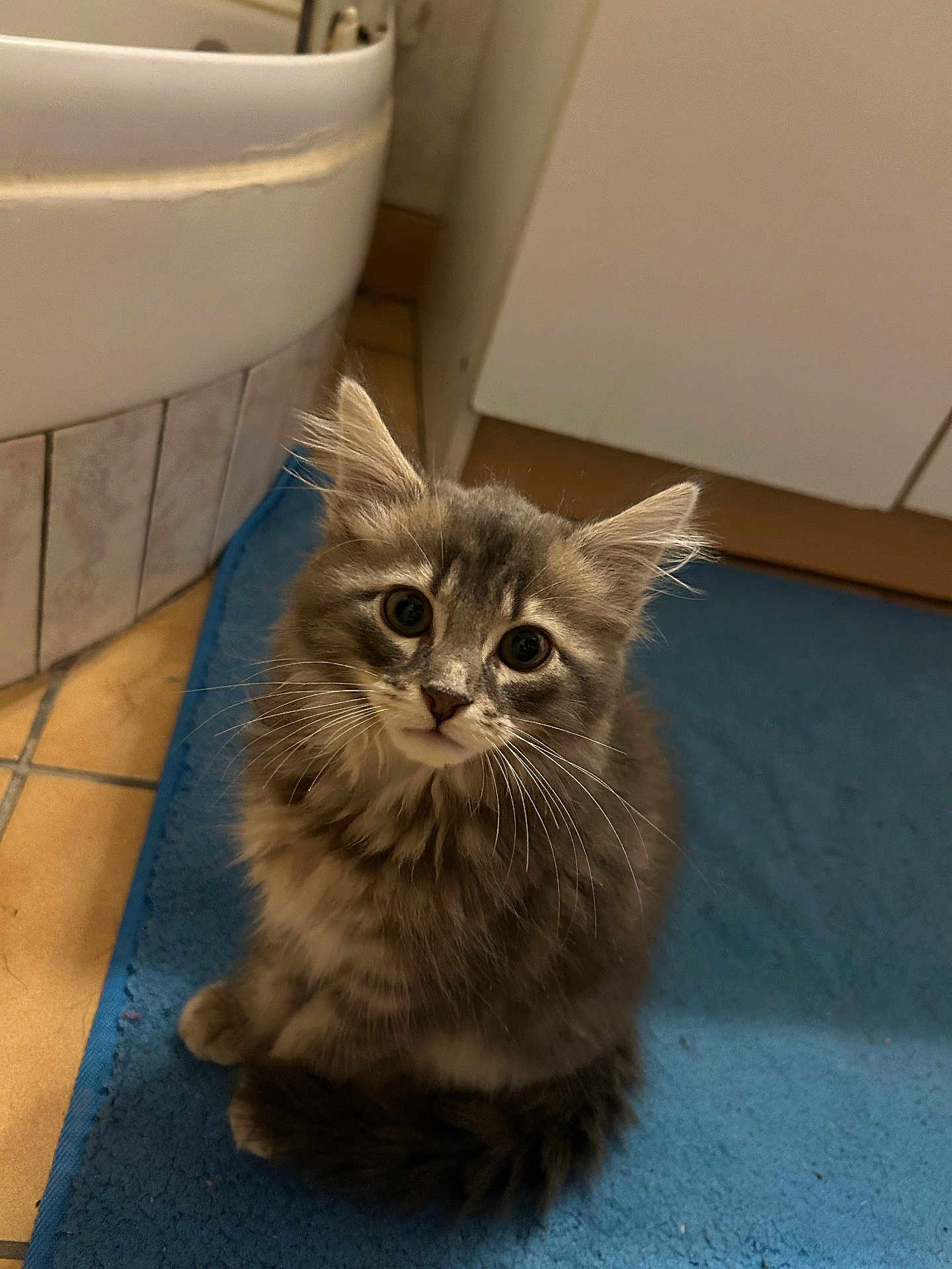 Tao a rejoint le concours — aidez-le/la à gagner de superbes lots ! cat, kitten, pet, whiskers, fur, big_eyes, indoor, bathroom, bathmat, tile_floor, bathtub, curious, sitting, portrait, cute, fluffy, gray_tabby, looking_up, home, closeup