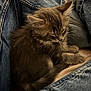 Tao a rejoint le concours — aidez-le/la à gagner de superbes lots ! kitten, cat, sleeping, fur, denim, jeans, cozy, indoor, pet, paw, whiskers, tail, close_up, portrait, soft_lighting, relaxed, cuddly, fabric, human_legs, napping