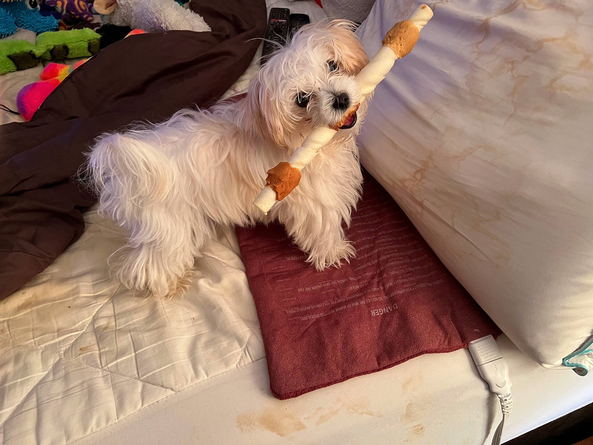 Lexie is registered to the contest to win money with this photo: bichon, bow_tie, canidae, carnivore, comfort, companion_dog, dog, dog_breed, dog_clothes, eyewear, fur, happy, linens, puppy_love, sitting, small_terrier, sporting_group, sunglasses, terrier, toy_dog