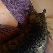 Saki joined the competition — help win amazing prizes! animal, cat, close_up, companion, cozy, domestic, friendship, fur, human_arm, indoor, intimacy, pet, purple_sweater, relaxation, resting, ribbed_clothing, snuggling, soft_lighting, tabby_cat, warmth