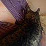 animal, cat, close_up, companion, cozy, domestic, friendship, fur, human_arm, indoor, intimacy, pet, purple_sweater, relaxation, resting, ribbed_clothing, snuggling, soft_lighting, tabby_cat, warmth